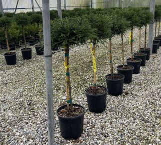 Törpe japán szugifenyő   CRYPTOMERIA JAPONICA LITTLE CHAMPION T1/4 K9