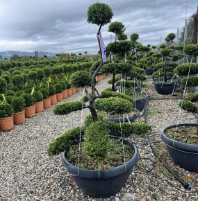 Arany lombú leyland ciprus CUPRESSOCYPARIS LEYLANDII CASTLEWELLAN GOLD BONSAI 120/120 K65