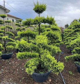 Arany lombú leyland ciprus CUPRESSOCYPARIS LEYLANDII GOLD RIDER BONSAI 170/180 K65 TÁLBAN