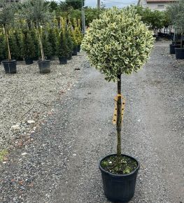 Japán kecskerágó  EUONYMUS JAPONICUS BRAVO T1/2 40/45 K20