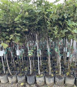 Füge FICUS CARICA T1/2 K15