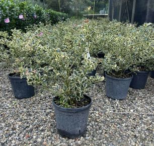 Közönséges magyal   ILEX AQUIFOLIUM ARGENTEOMARGINATA 40/+ K9