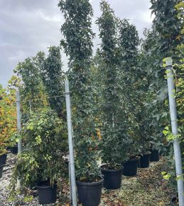Amerikai ámbrafa   LIQUIDAMBAR STYRACIFLUA SLENDER SILHOUETTE 350/400 K70