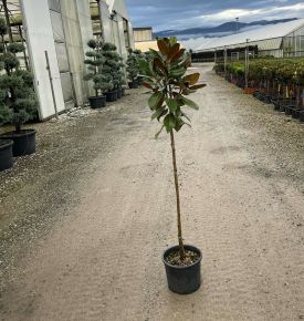 Örökzöld liliomfa   MAGNOLIA GRANDIFLORA GALLISONIENSIS PRAECOX T1/2 K9