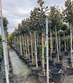 Örökzöld liliomfa   MAGNOLIA GRANDIFLORA GALLISONIENSIS PRAECOX T200 8/10 K