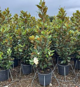 Örökzöld liliomfa   MAGNOLIA GRANDIFLORA LITTLE GEM 130/140 K18