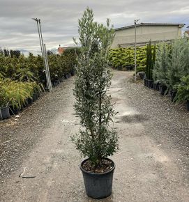 Olajfa   OLEA EUROPAEA 125/+ K20