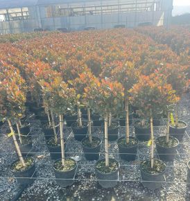 Örökzöld korallberkenye PHOTINIA FRASERI LITTLE RED ROBIN T1/4 K7