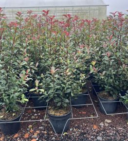 Örökzöld korallberkenye PHOTINIA FRASERI COMPACTA 80/+ K9