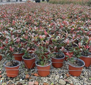 Örökzöld korallberkenye PHOTINIA FRASERI COMPACTA 40/+ K3