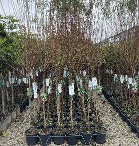  mandula PRUNUS AMYGDALUS T1/2 K9