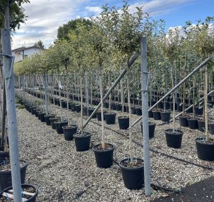 Aranytarka télizöld fagyal LIGUSTRUM JAPONICUM EXCELSUM SUPERBUM T3/4 K20