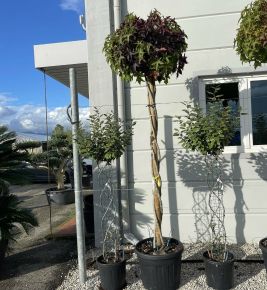 Amerikai ámbrafa   LIQUIDAMBAR STYRACIFLUA GUMBALL T200 CSAVART TÖRZS K50