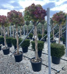 Amerikai ámbrafa   LIQUIDAMBAR STYRACIFLUA GUMBALL T3/4 CSAVART TÖRZS K35
