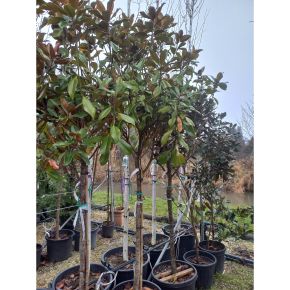 Örökzöld liliomfa   MAGNOLIA GRANDIFLORA GALLISONIENSIS PRAECOX T3/4 K55