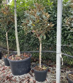 Örökzöld liliomfa   MAGNOLIA GRANDIFLORA LITTLE GEM T1/2 K35