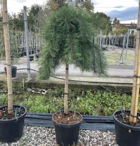 Japán erdeifenyő   PINUS DENSIFLORA PENDULA T1/2 K25