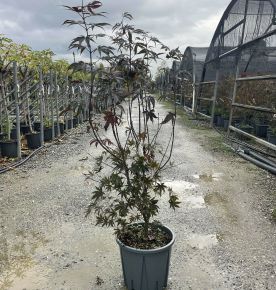 Japán juhar   ACER PALMATUM BLOODGOOD 80/100 K15