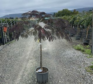 Selyemakác    ALBIZIA JULIBRISSIN SUMMER CHOCOLATE T1/2 K15