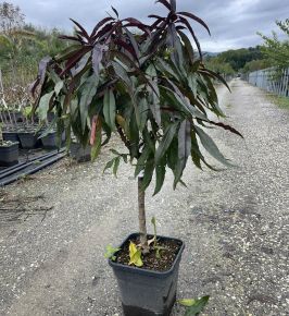 Őszibarack PRUNUS PERSICA CRIMSON BONFIRE T1/4 K11