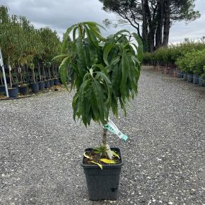 Őszibarack PRUNUS PERSICA SNOW BABY T1/4 K11