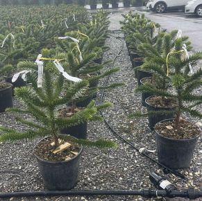 Chilei fenyő  ARAUCARIA ARAUCANA 50/60 K18