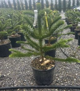 Chilei fenyő  ARAUCARIA ARAUCANA 100/110 K35