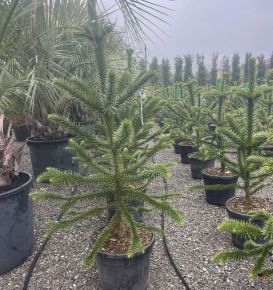 Chilei fenyő  ARAUCARIA ARAUCANA 120/130 K35