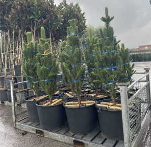 Chilei fenyő  ARAUCARIA ARAUCANA 140/145 K90