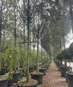 Oszlopos gyertyán   CARPINUS BETULUS FASTIGIATA T200 20/25 K180