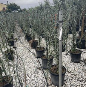 Kék csüngő atlasz cédrus CEDRUS ATLANTICA GLAUCA PENDULA 125/150 K30