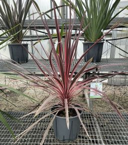 Bíbor bunkóliliom CORDYLINE AUSTRALIS CHARLIE BOY K7