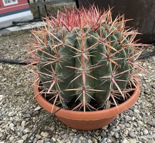 horridus kaktusz FERROCACTUS STAINESII K18