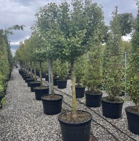 Páfrányfenyő   GINKGO BILOBA FASTIGIATA BLAGON T120 20/25 K150