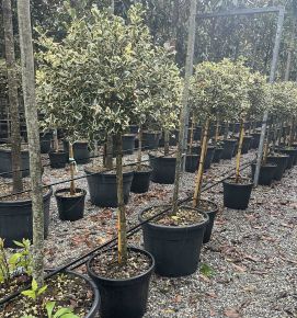 Közönséges magyal  ILEX AQUIFOLIUM ARGENTEOMARGINATA T1/2 K35