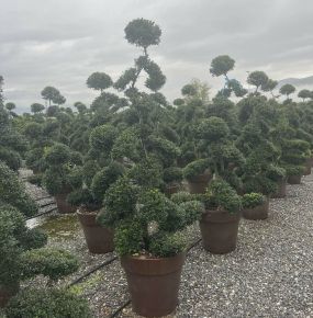 Csipkéslevelű magyal   ILEX CRENATA KINME BONSAI 140/160 K50