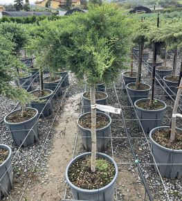 Arany terülő boróka  JUNIPERUS X PFITZERIANA OLD GOLD T1/2 K18