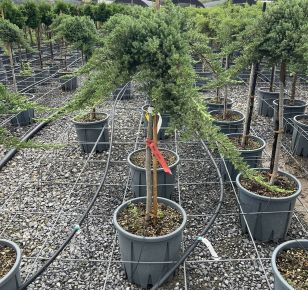 Japán törpeboróka JUNIPERUS PROCUMBENS NANA T1/2 K18