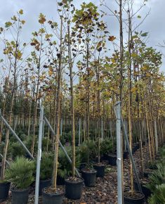 Tulipánfa    LIRIODENDRON TULIPIFERA T200 8/10 K25
