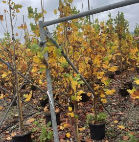 Aranysárga, tarka tulipánfa  LIRIODENDRON TULIPIFERA FASTIGIATA 200/250 K18