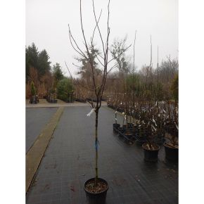  liliomfa  MAGNOLIA LIMELIGHT T1/2 6/8 K25