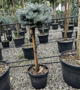 Gömb ezüstfenyő PICEA PUNGENS GLAUCA GLOBOSA T1/2 K30