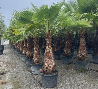 Fidzsi pálma PRITCHARDIA ROBUSTA TR140/160 K220