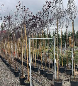 Vérszilva    PRUNUS CERASIFERA NIGRA T200 6/8 K18