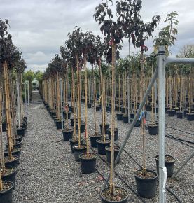 Vöröslevelű díszcseresznye  PRUNUS SERRULATA ROYAL BURGUNDY T200 8/10 K25