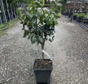  körte PYRUS COMMUNIS GARDEN PEARL T1/4 K11