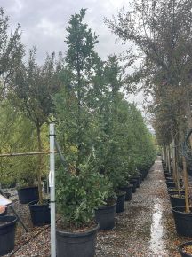 Oszlopos mocsári tölgy  QUERCUS X CRIMSON SPIRE 400/450 K150/180