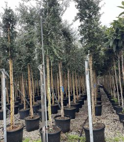 Paratölgy   QUERCUS SUBER T200 14/16 K50