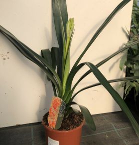 Szobaliliom CLIVIA MINIATA CS13