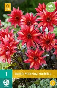Dália VIRÁGHAGYMA DAHLIA WALTZING MATHILDA 1DB/CSOMAG JUB 104455